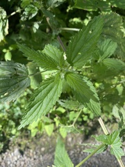 Urtica gracilis