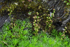 Artemisia morrisonensis