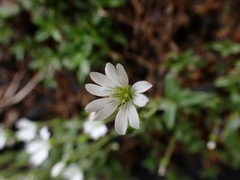 Cerastium morrisonense
