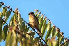 Sporophila