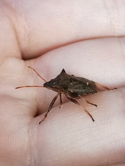 Picromerus bidens