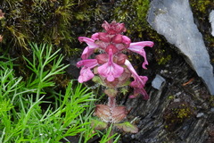 Pedicularis refracta transmorrisonensis
