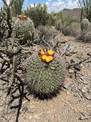 Ferocactus wislizeni