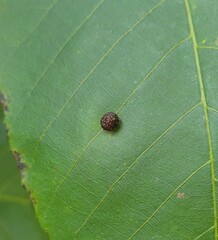 Caryomyia viscidolium