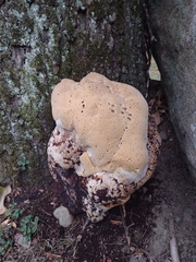 Pseudoinonotus