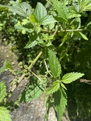 Urtica gracilis