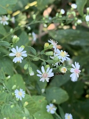 Symphyotrichum lateriflorum