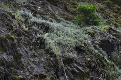 Anaphalis morrisonicola