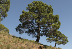 Pinus pinaster