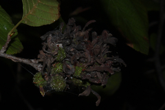 Taphrina robinsoniana