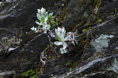 Anaphalis nepalensis