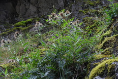 Cirsium arisanense