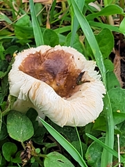 Leucoagaricus rubrotinctus