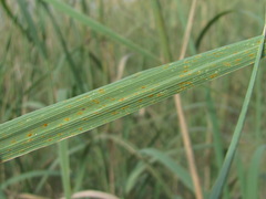 Puccinia