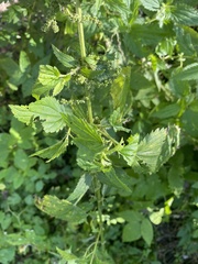 Urtica gracilis