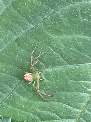 Diaea