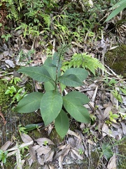 Lysimachia clethroides
