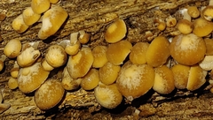 Kuehneromyces mutabilis