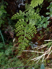 Cystopteris moupinensis