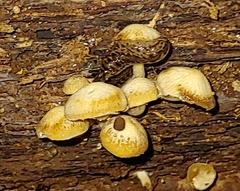 Kuehneromyces mutabilis