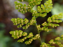 Cystopteris moupinensis