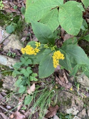 Solidago arguta