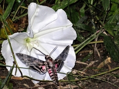 Agrius cingulata