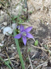 Gentianella austriaca