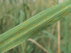 Puccinia