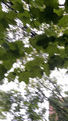 Acer nigrum