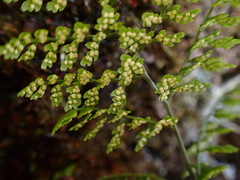 Cystopteris moupinensis