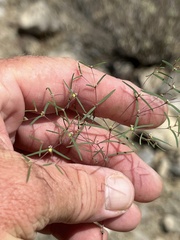 Euphorbia gracillima