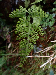 Cystopteris moupinensis
