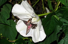 Agrius cingulata