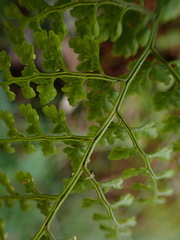 Cystopteris moupinensis