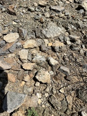 Euphorbia gracillima