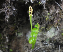 Botrychium lunaria