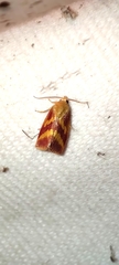 Pyrausta laticlavia