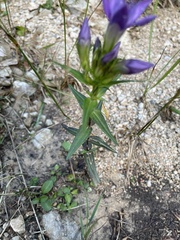 Gentianella austriaca