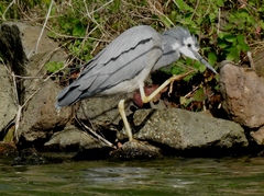 Egretta novaehollandiae