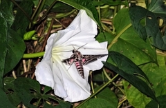 Agrius cingulata