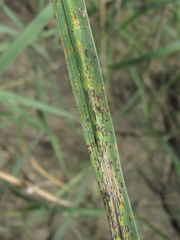 Puccinia