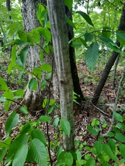 Carpinus caroliniana