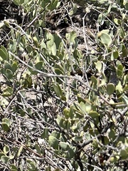 Simmondsia chinensis