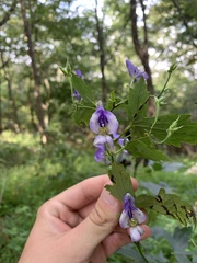 Aconitum uncinatum