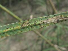 Puccinia