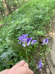Aconitum uncinatum
