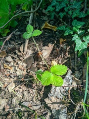 Potentilla micrantha