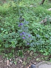 Aconitum uncinatum