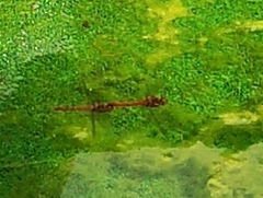 Sympetrum striolatum